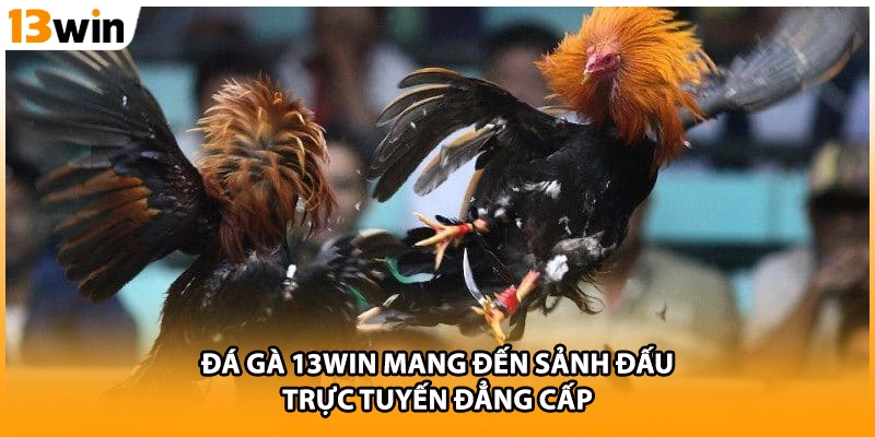 Đá gà 13WIN mang đến sảnh đấu trực tuyến đẳng cấp