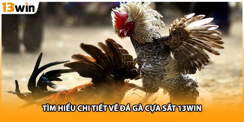 Tìm hiểu chi tiết về đá gà cựa sắt 13WIN