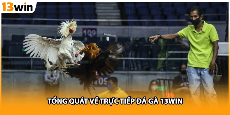 Tổng quát về trực tiếp đá gà 13WIN