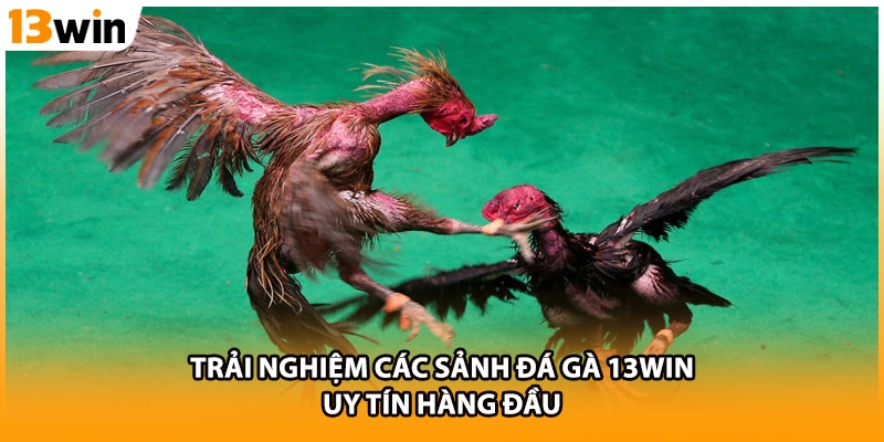 Trải nghiệm các sảnh đá gà 13WIN uy tín hàng đầu.